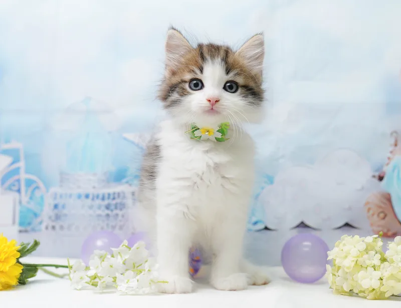 ノルウェージャンフォレストキャットの子猫 オス ブラウンタビー&ホワイト - コスモスファーム - 写真1