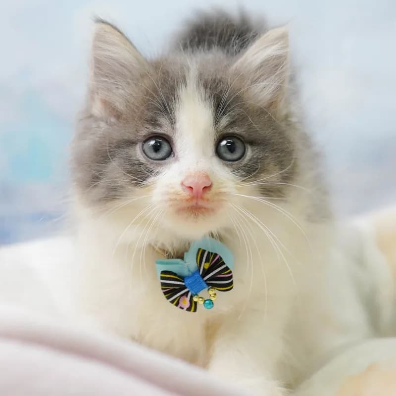 ノルウェージャンフォレストキャットの子猫 メス ブルータビー&ホワイト