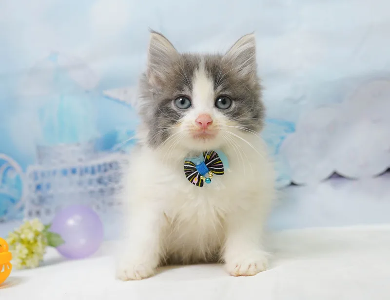 ノルウェージャンフォレストキャットの子猫 メス ブルータビー&ホワイト