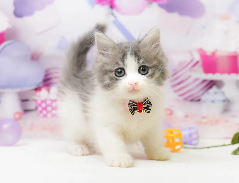 ノルウェージャンフォレストキャットの子猫 メス ブルータビー&ホワイト