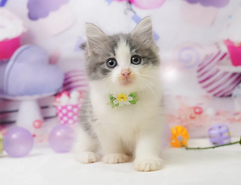 ノルウェージャンフォレストキャットの子猫 メス ブルータビー&ホワイト