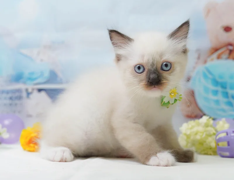 ラグドールの子猫 メス シールポイントミテッド - コスモスファーム - 写真1
