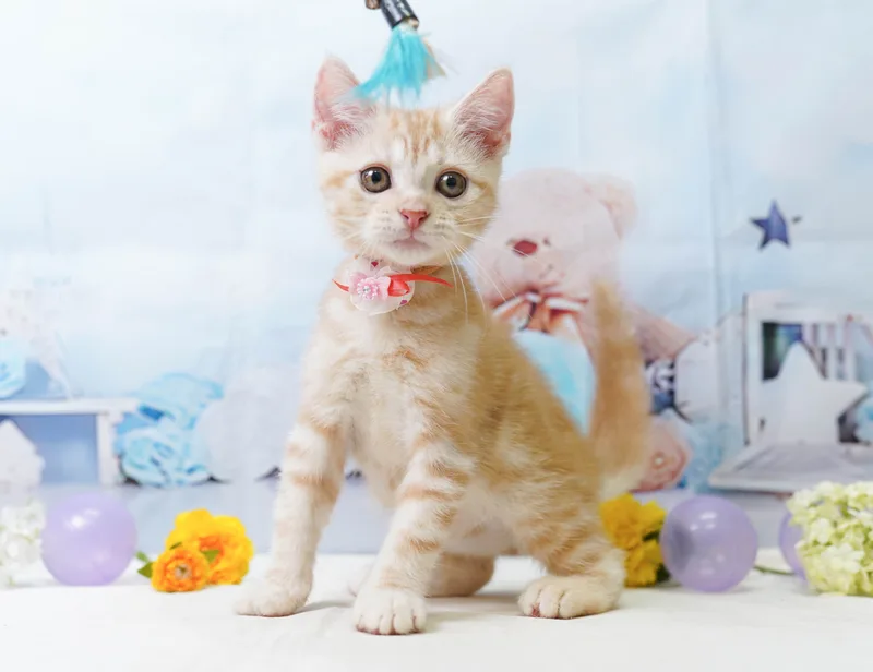 アメリカンショートヘアの子猫 オス レッドタビー