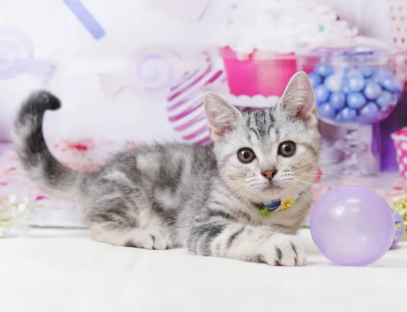 アメリカンショートヘアの子猫 メス シルバーパッチドタビー