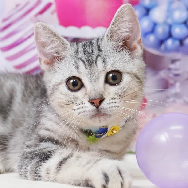 アメリカンショートヘアの子猫 メス シルバーパッチドタビー