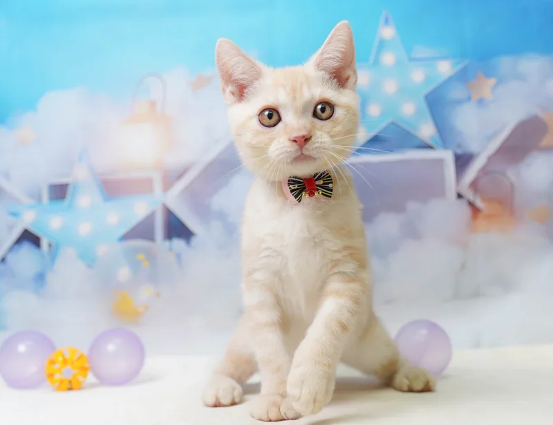 アメリカンショートヘアの子猫 オス レッドタビー