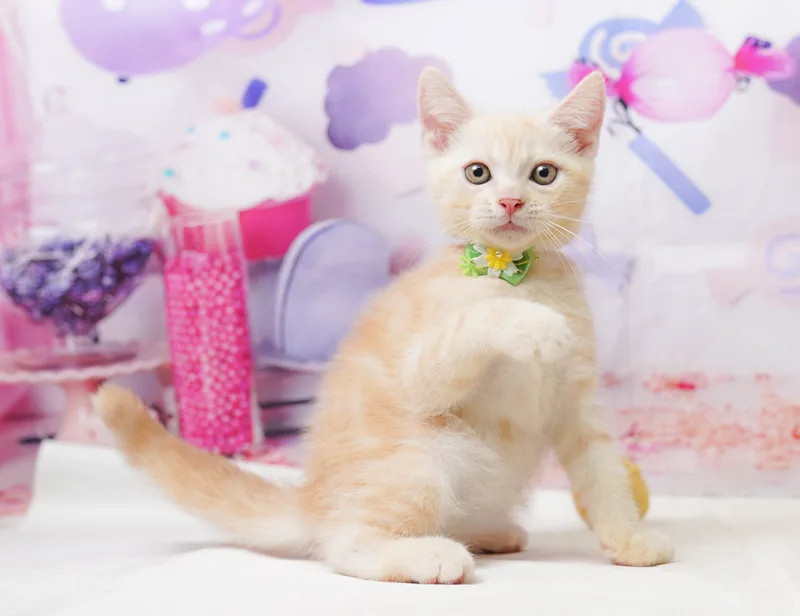 アメリカンショートヘアの子猫 オス レッドタビー - コスモスファーム - 写真1