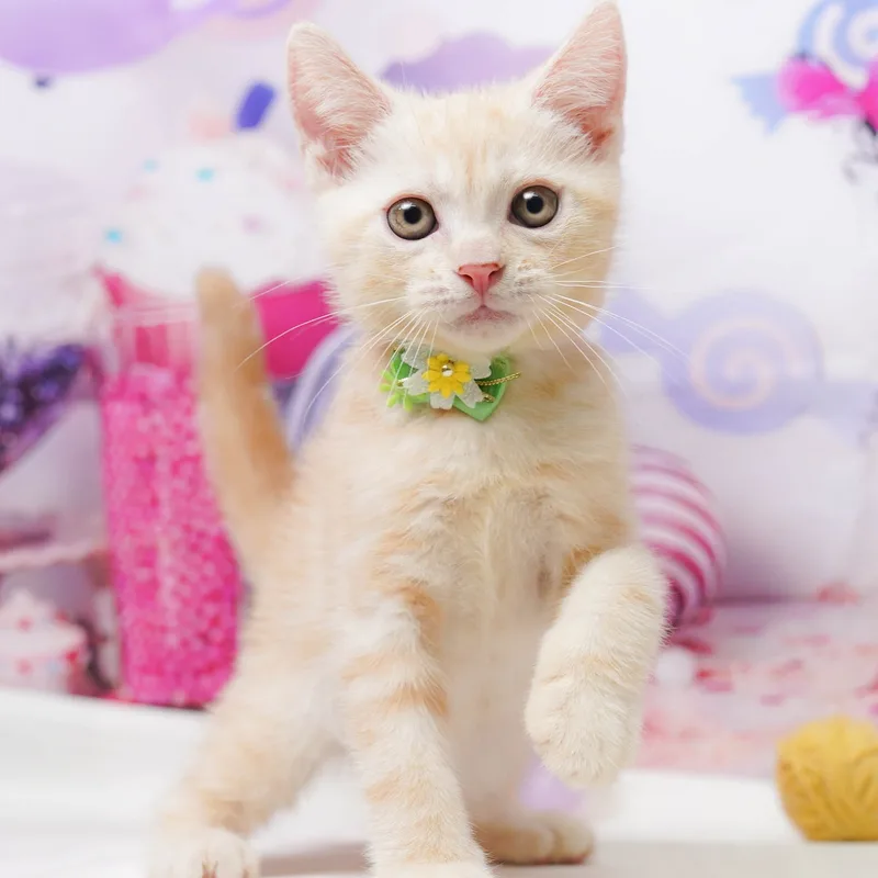 アメリカンショートヘアの子猫 オス レッドタビー - パピーヴィレッジ シラコバト - 写真1
