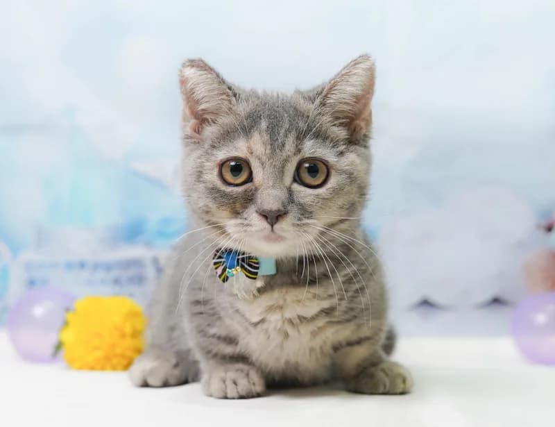 マンチカンの子猫 メス ブルーパッチドタビー