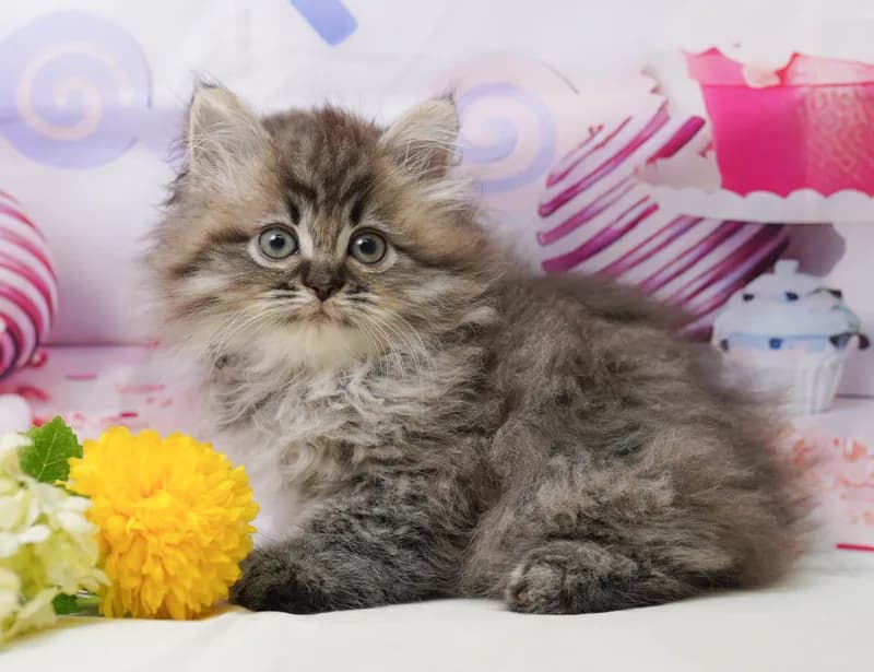 ミヌエットの子猫 オス ブラウンタビー