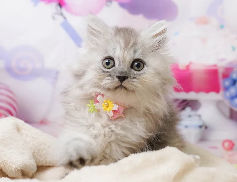 ミヌエットの子猫 メス シルバータビー - パピーヴィレッジ コノハズク - 写真1