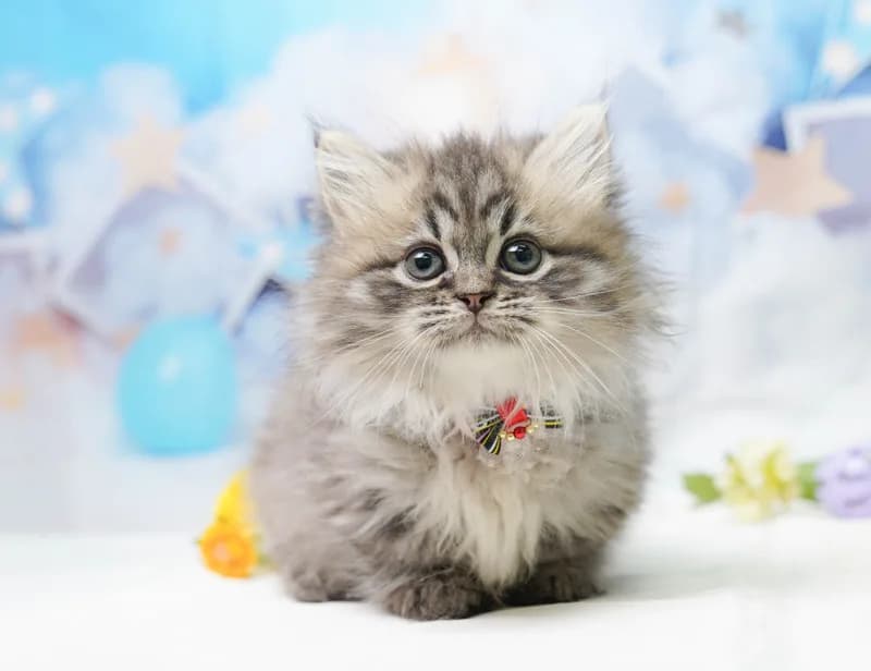 ミヌエットの子猫 メス ブラウンタビー