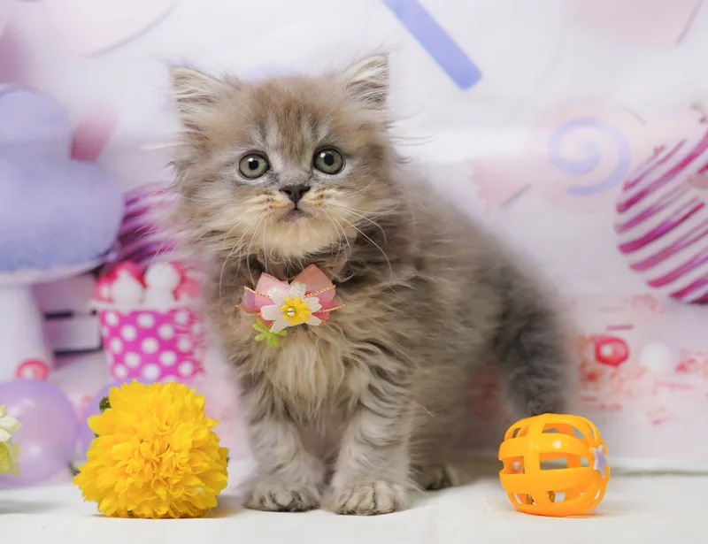 ミヌエットの子猫 オス ブルー - パピーヴィレッジ コノハズク - 写真1