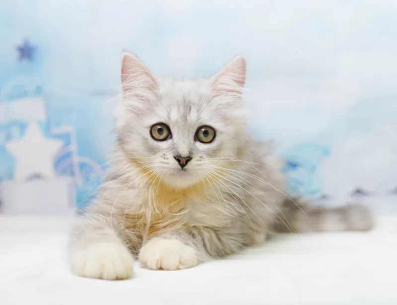 ミックスの子猫 メス シルバータビー - コスモスファーム - 写真1