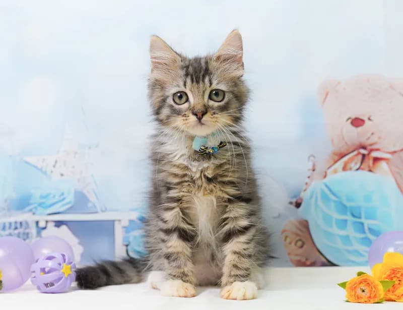 ミックスの子猫 オス ブラウンタビー&ホワイト