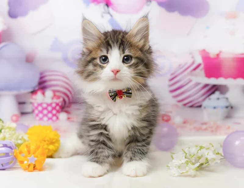 ノルウェージャンフォレストキャットの子猫 メス ブラウンタビー&ホワイト