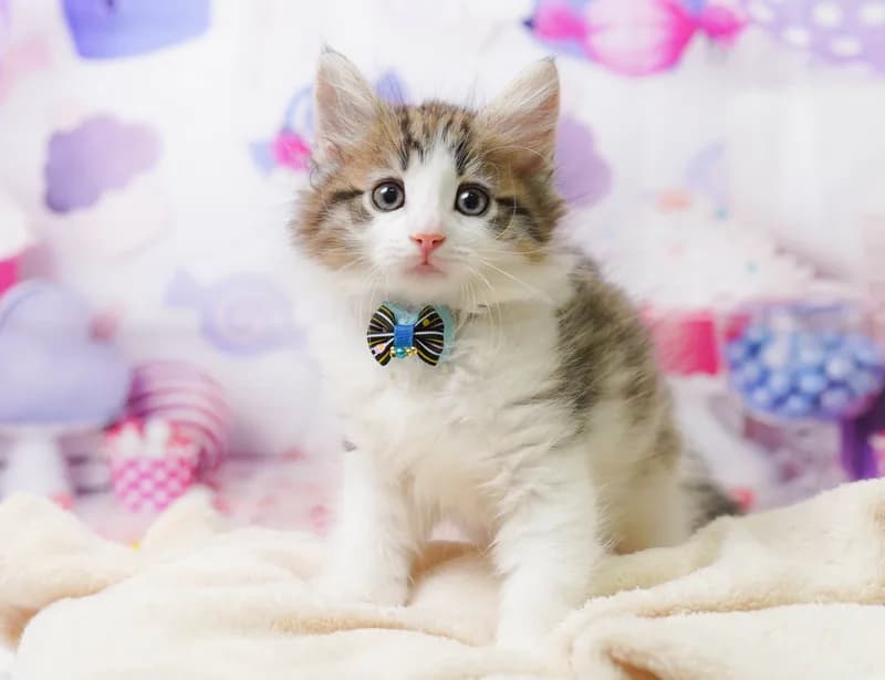 ノルウェージャンフォレストキャットの子猫 メス ブラウンタビー&ホワイト