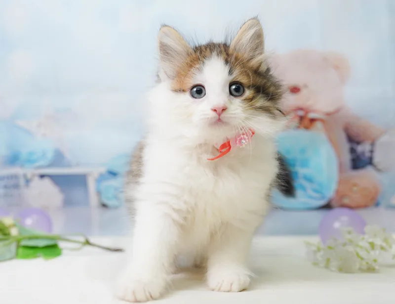 ノルウェージャンフォレストキャットの子猫 オス ブラウンタビー&ホワイト - パピーヴィレッジ コノハズク - 写真1