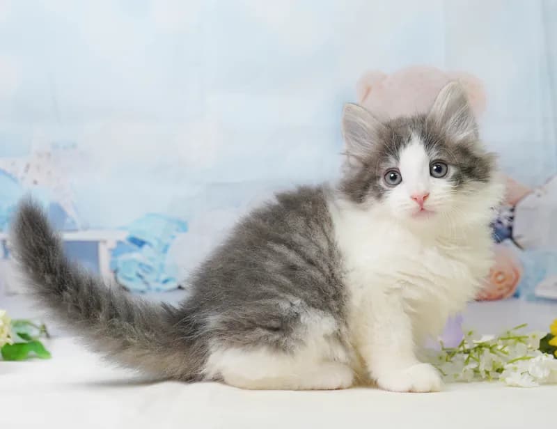 ノルウェージャンフォレストキャットの子猫 オス ブルータビー&ホワイト