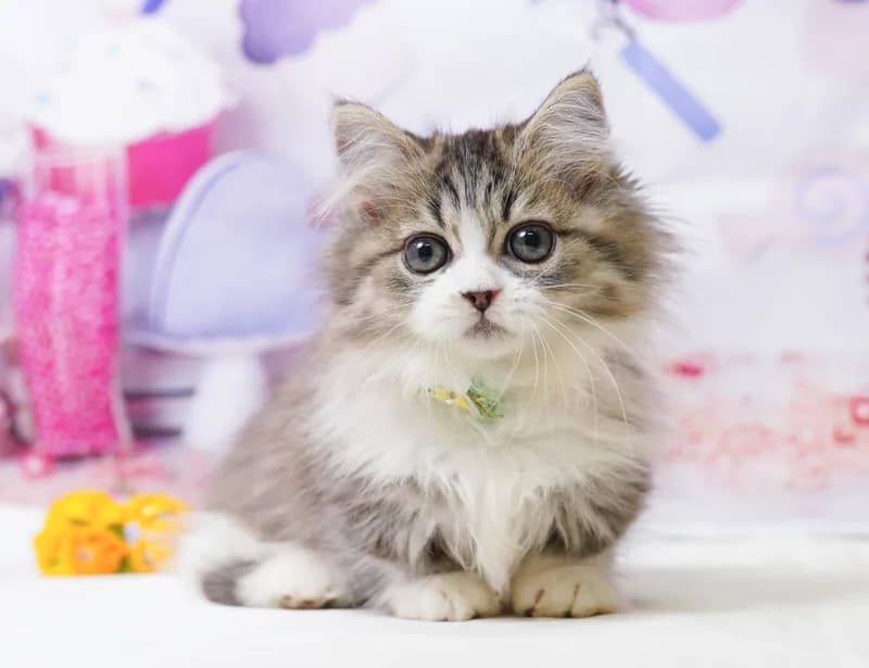 ミヌエットの子猫 オス ブラウンタビー&ホワイト