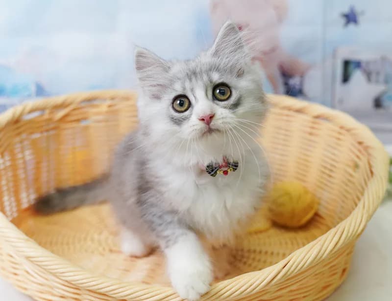 ミヌエットの子猫 メス シルバータビー&ホワイト