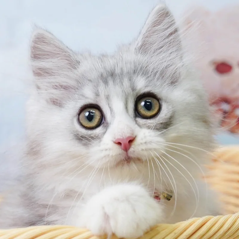 ミヌエットの子猫 メス シルバータビー&ホワイト