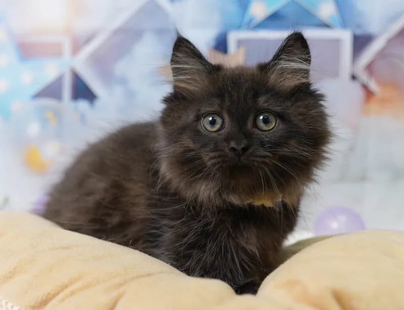 ミヌエットの子猫 オス ブラックスモーク