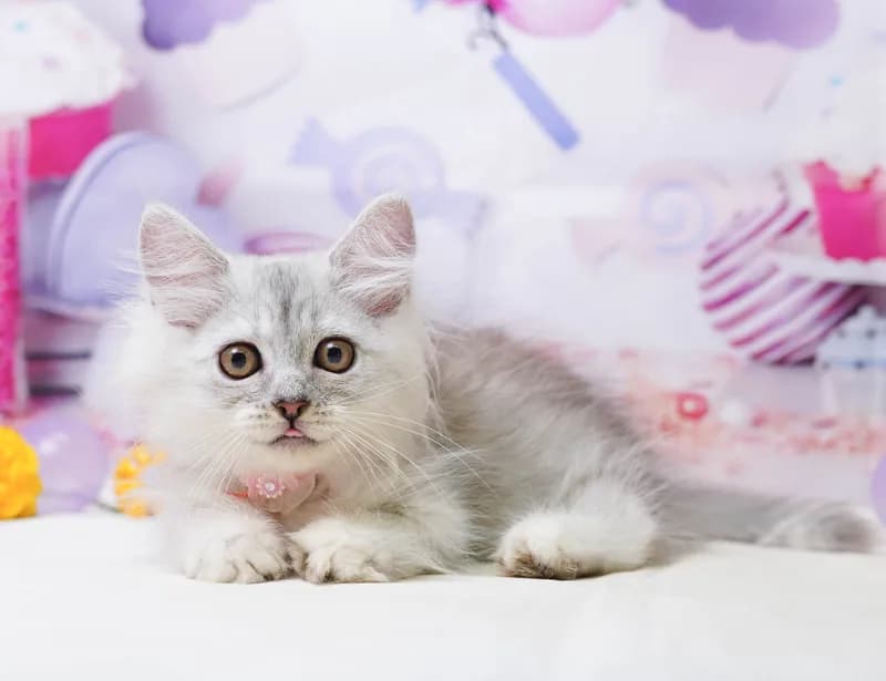 ミヌエットの子猫 メス シルバータビー