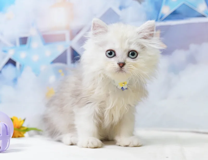 ペルシャの子猫 オス チンチラシルバー