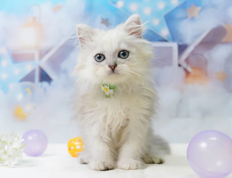 ペルシャの子猫 オス チンチラシルバー