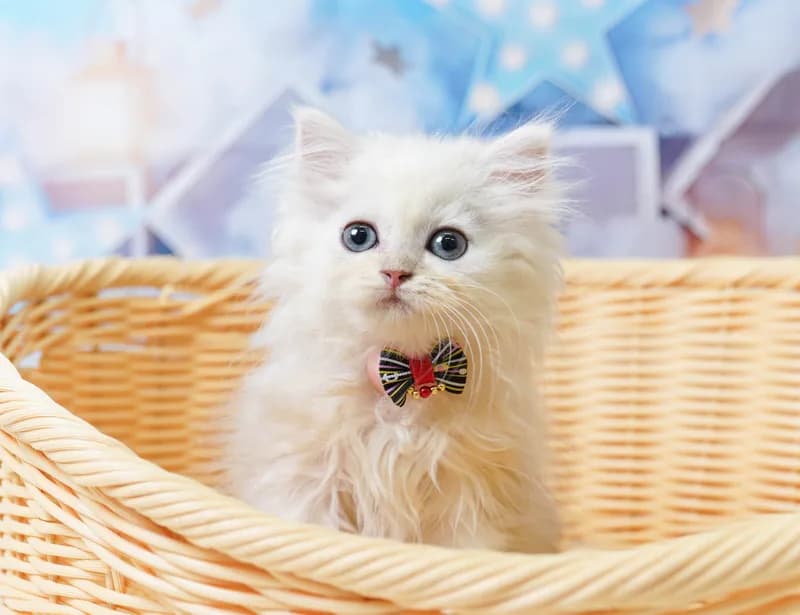 ペルシャの子猫 オス チンチラシルバー