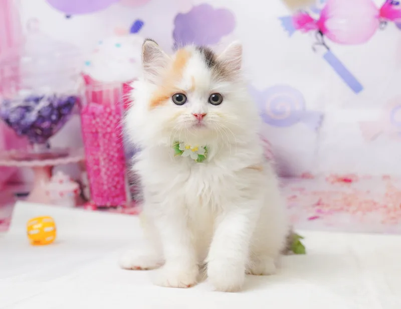 サイベリアンの子猫 メス キャリコ - コスモスファーム - 写真1