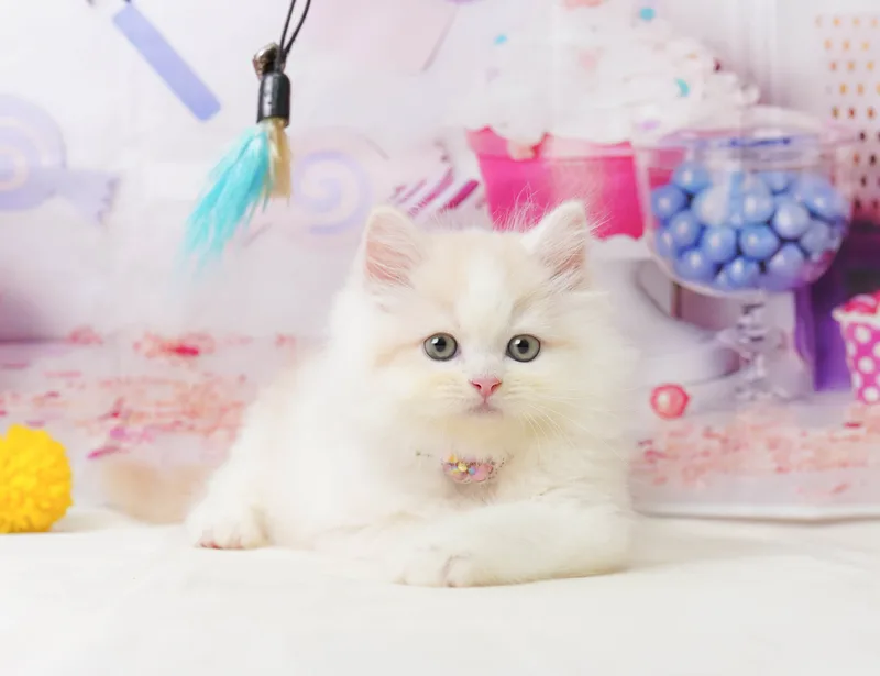 サイベリアンの子猫 オス クリーム&ホワイト