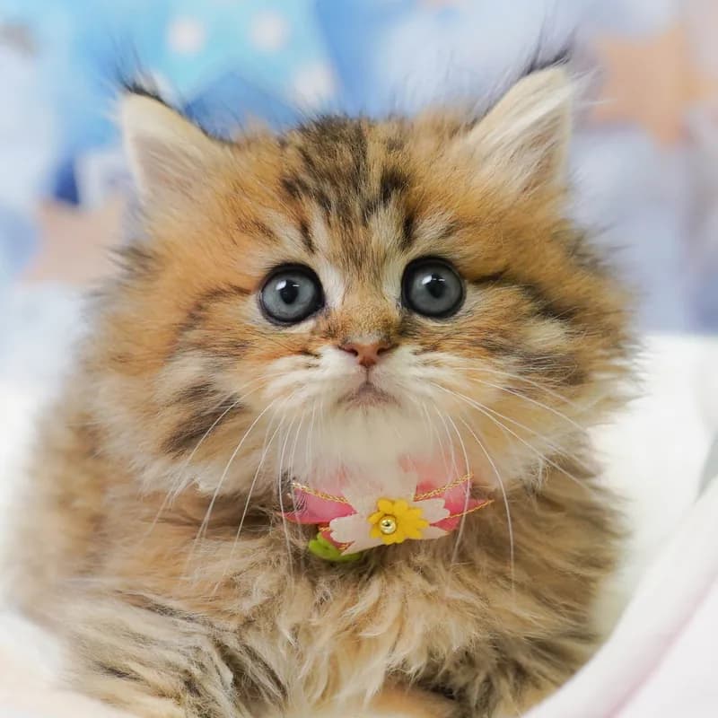 ミヌエットの子猫 オス チンチラゴールデン