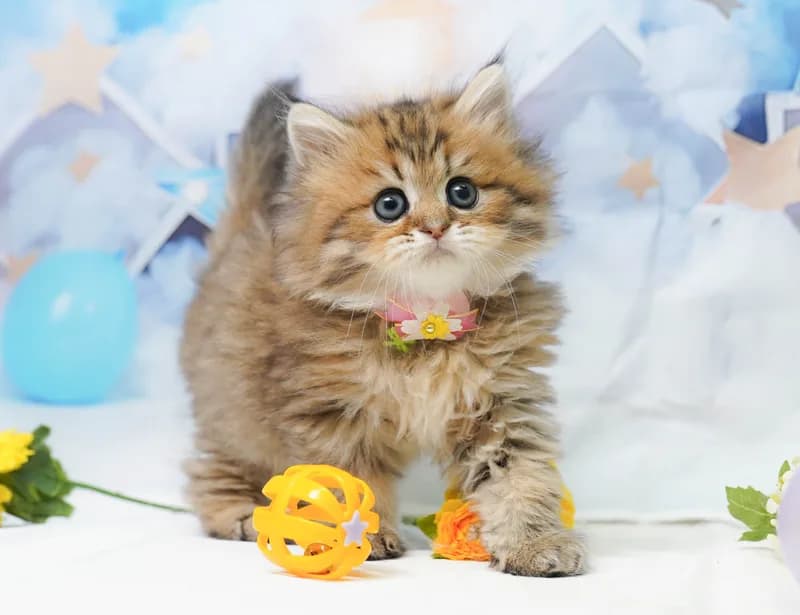 ミヌエットの子猫 オス チンチラゴールデン