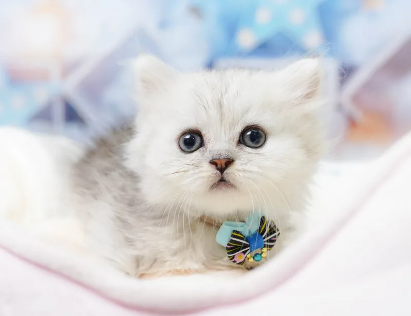 ミヌエットの子猫 オス チンチラシルバー