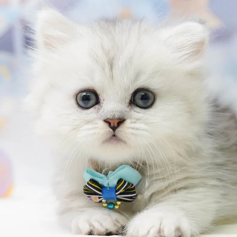 ミヌエットの子猫 オス チンチラシルバー - パピーヴィレッジ シラコバト - 写真1