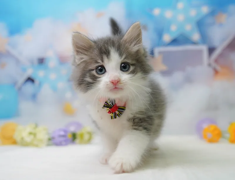 ノルウェージャンフォレストキャットの子猫 オス ブルータビー&ホワイト - コスモスファーム - 写真1