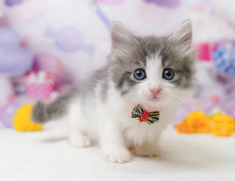ノルウェージャンフォレストキャットの子猫 メス ブルータビー&ホワイト