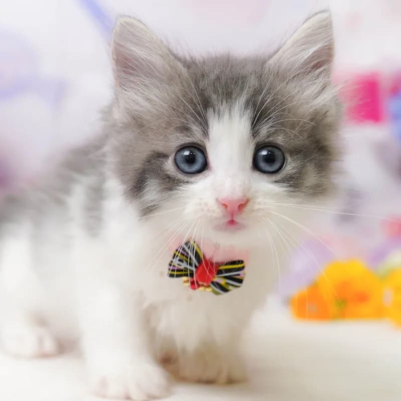 ノルウェージャンフォレストキャットの子猫 メス ブルータビー&ホワイト - パピーヴィレッジ シラコバト - 写真1