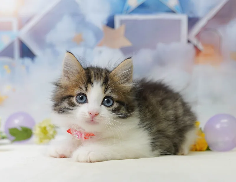 ノルウェージャンフォレストキャットの子猫 メス ブラウンタビー&ホワイト - コスモスファーム - 写真1