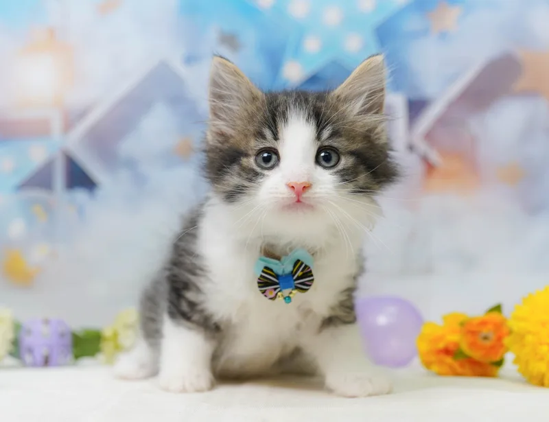 ノルウェージャンフォレストキャットの子猫 メス ブラウンタビー&ホワイト