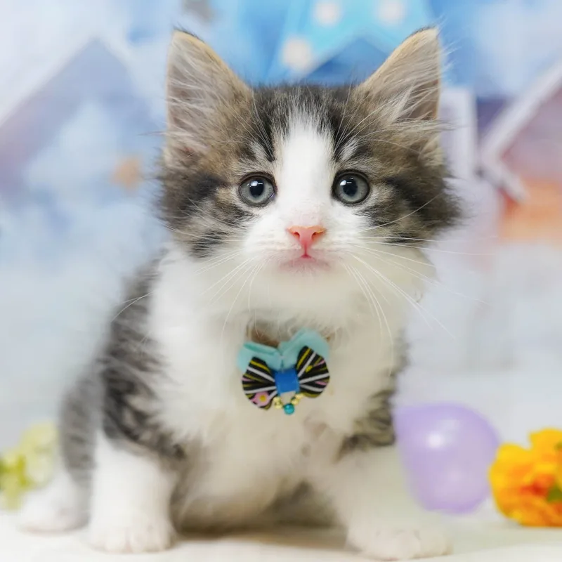 ノルウェージャンフォレストキャットの子猫 メス ブラウンタビー&ホワイト - パピーヴィレッジ シラコバト - 写真1