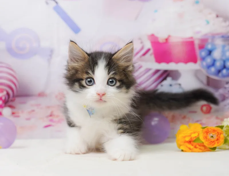ノルウェージャンフォレストキャットの子猫 オス ブラウンタビー&ホワイト - コスモスファーム - 写真1