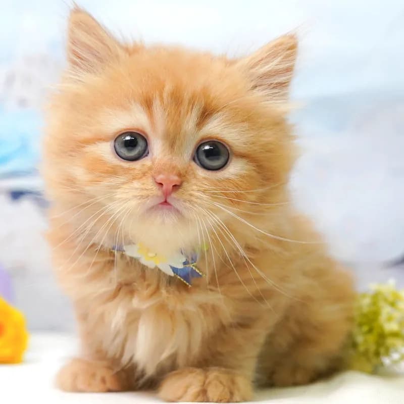 ラガマフィンの子猫 メス レッドタビー