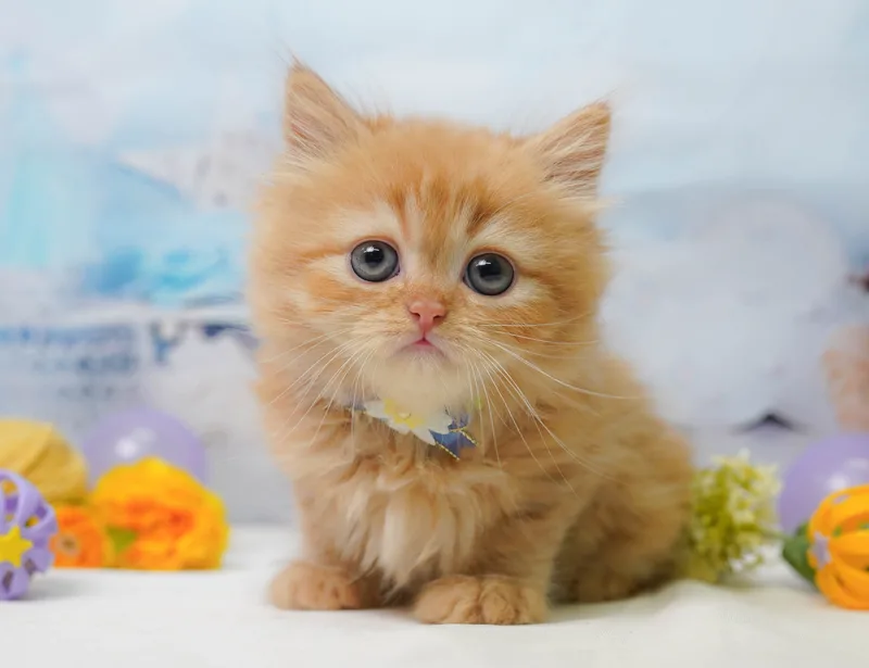ラガマフィンの子猫 メス レッドタビー