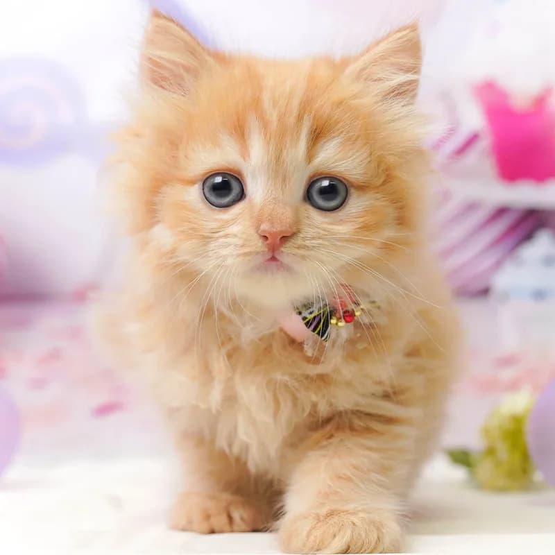 ラガマフィンの子猫 メス レッドタビー - パピーヴィレッジ シラコバト - 写真1