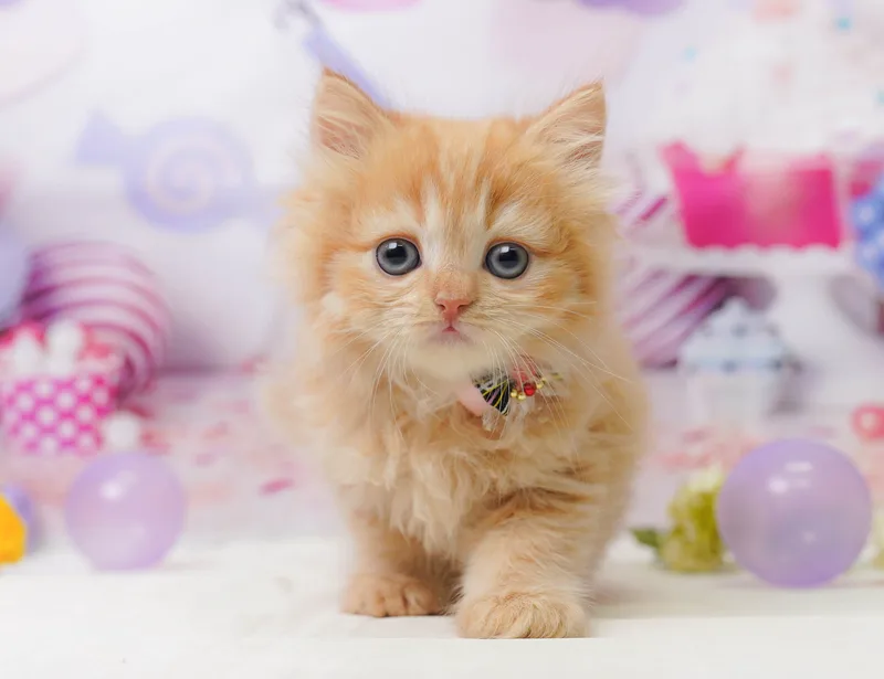 ラガマフィンの子猫 メス レッドタビー