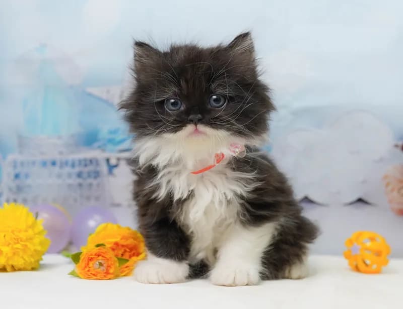 ラガマフィンの子猫 オス ブラック&ホワイト - コスモスファーム - 写真1