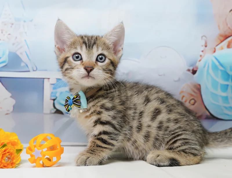 マンチカンの子猫 オス ブラウンスポテッドタビー - コスモスファーム - 写真1